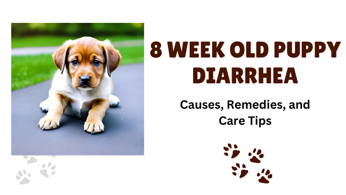 8 Week Old Puppy Diarrhea