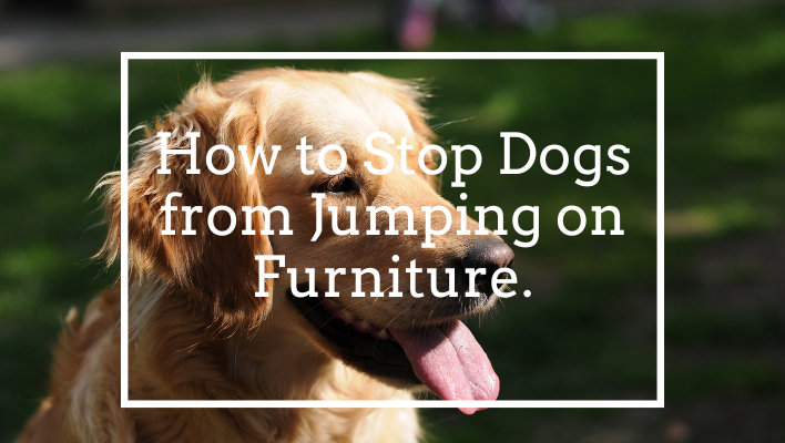 How to Stop Dogs from Jumping on Furniture