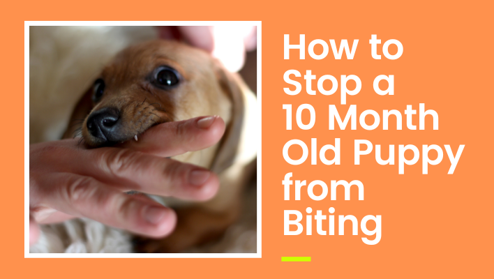 How to Stop a 10-Month-Old Puppy from Biting