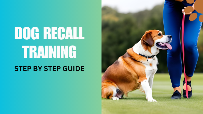Dog Recall Training