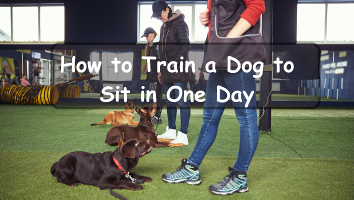 How to Train a Dog to Sit in One Day