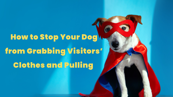 How to Stop Your Dog from Grabbing Visitors’ Clothes and Pulling – Expert Tips Inside